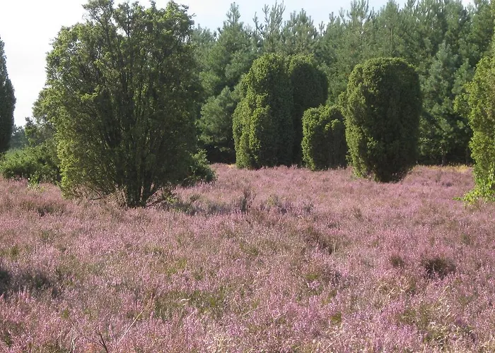 Отель Heiner Meyer Wahrenholz